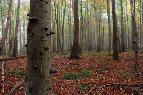 Wallpaper Mural Tree Trunk with Bracket Fungi in Foggy Autumn Forest – Peaceful Woodland Scene with Fallen Leaves Torontodigital.ca