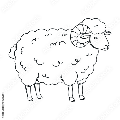Black and white outline of a woolly sheep with curved horns. Outline vector illustration