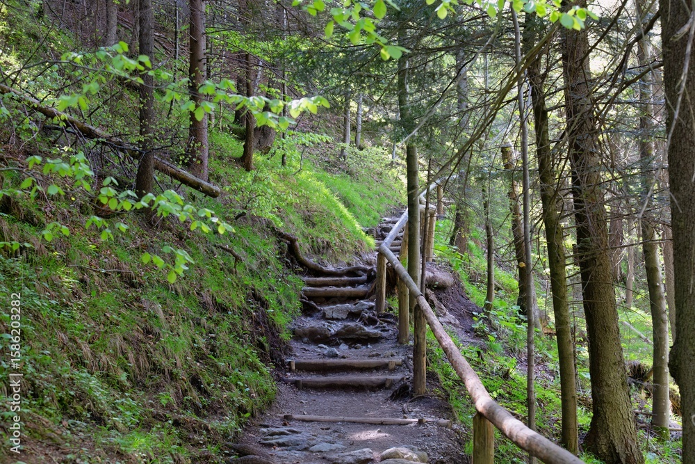 Obraz premium A hiking trail with wooden stairs ascends through a lush green forest in Zakopane - Lesser Poland - Poland