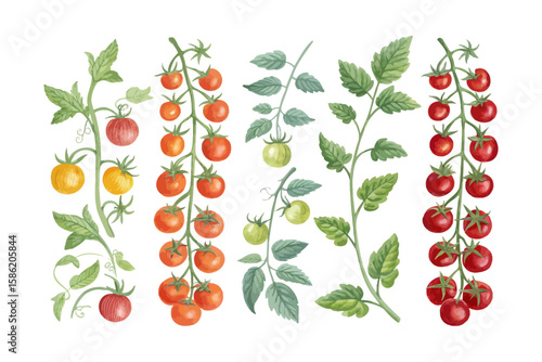set of watercolor tomato vine vector illustration isolated on white background