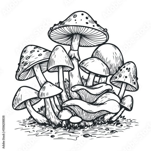 Detailed black and white illustration of various mushrooms. Hand drawn vector illustration