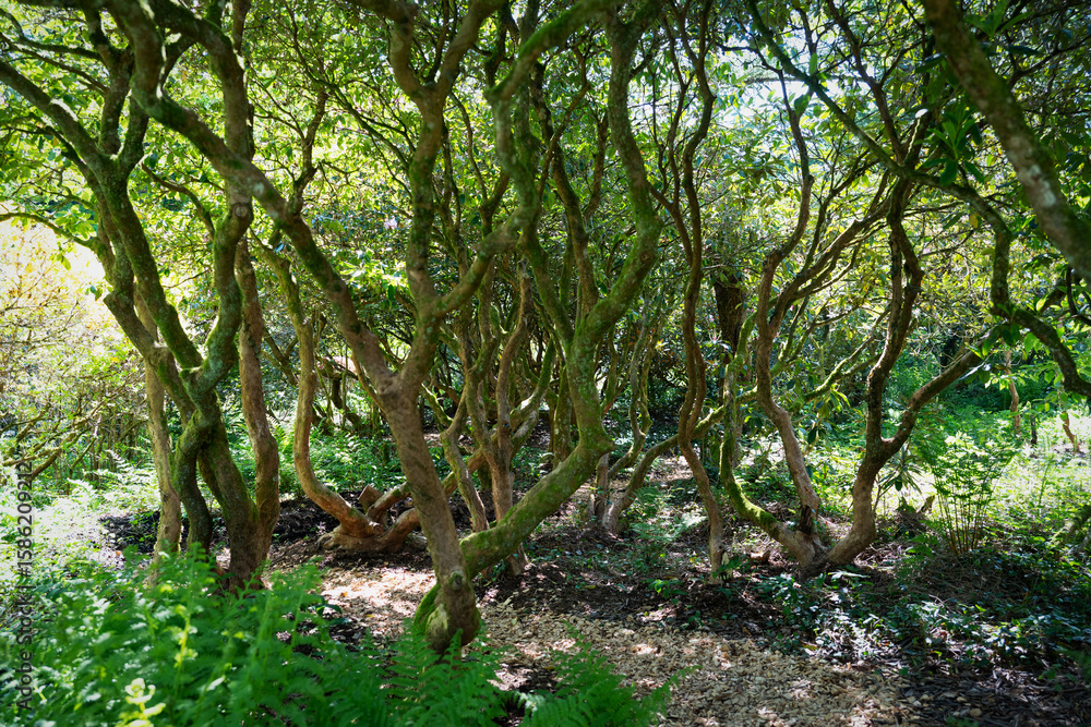 Fototapeta premium Lush Tropical Forest Landscape in Seleger Moor Park, Switzerland – Dense Green Foliage, Exotic Plants and Natural Light