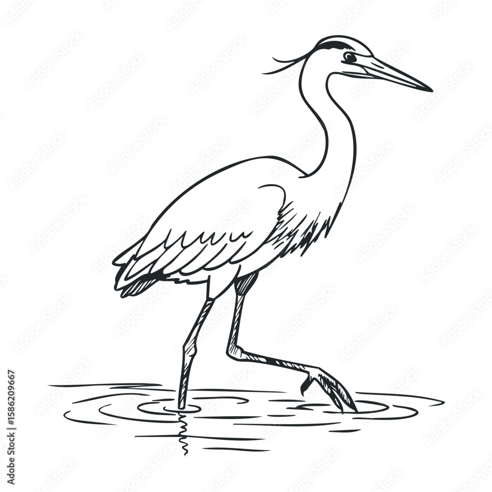 Obraz premium Elegant heron sketch: graceful bird wading in water. Hand drawn vector illustration