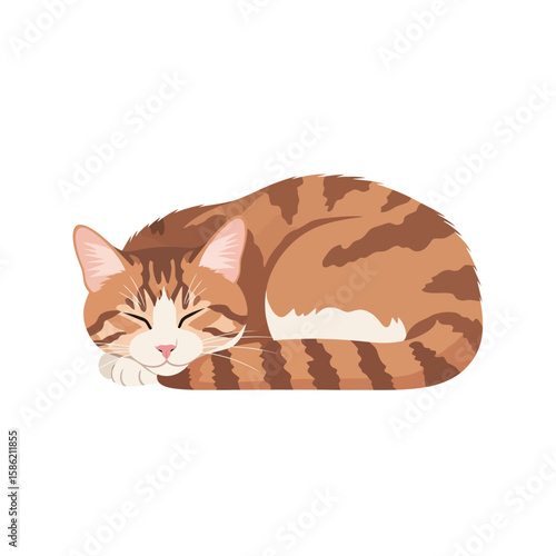 An orange tabby cat with stripes is curled up and sleeping peacefully on a white background.