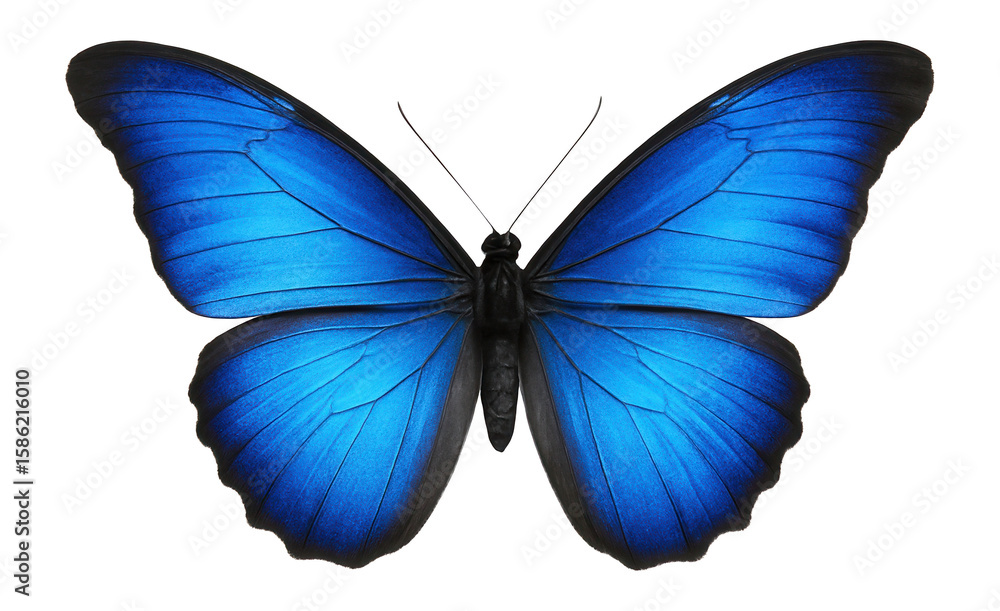 Obraz premium Shiny blue butterfly with iridescent wings and a slender body