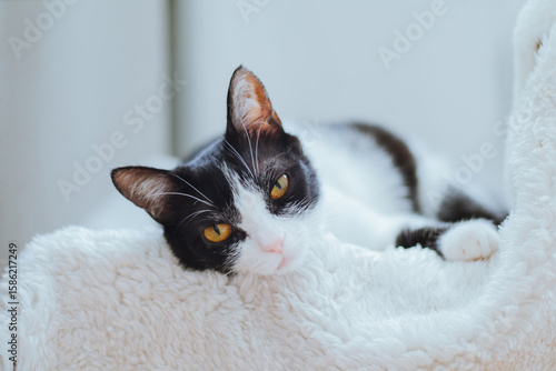 Bild auf Leinwand Black and white cat with striking yellow eyes is lounging comfortably on a soft,