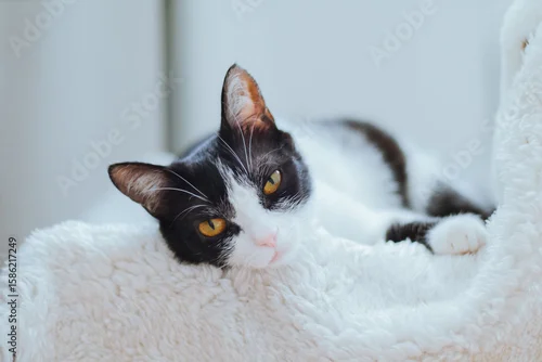 Fototapeta Black and white cat with striking yellow eyes is lounging comfortably on a soft, fluffy blanket, showcasing a relaxed and cozy atmosphere in a serene indoor setting