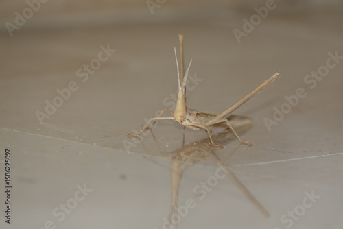the extremely strange and rather large slant faced grasshopper