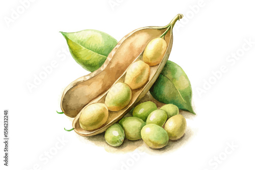watercolor Soybean vector illustration isolated on white background
