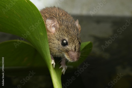 Raton sobre una hoja en una laguna