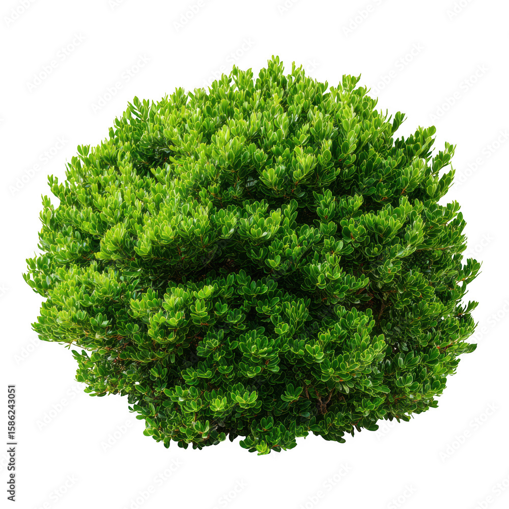 Fototapeta premium Green bush isolated on transparent background