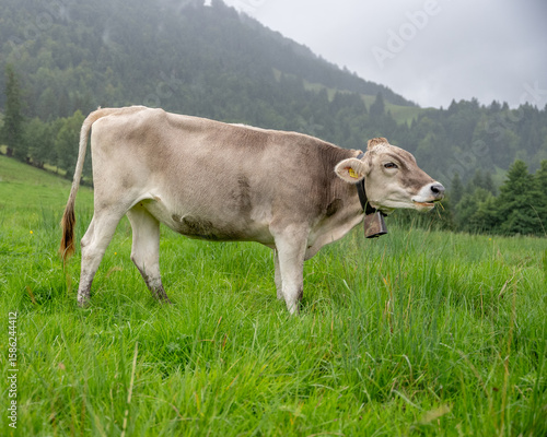 Grazing Brown Swiss Cow in Lush Green Meadow