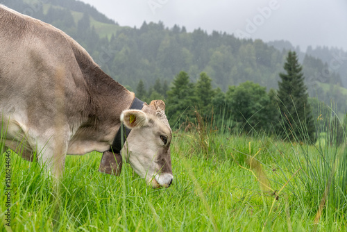 Grazing Brown Swiss Cow in Lush Green Meadow