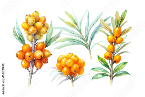 set of watercolor Sea Buckthorn vector illustration isolated on white background