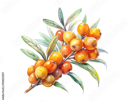 watercolor Sea Buckthorn vector illustration isolated on white background