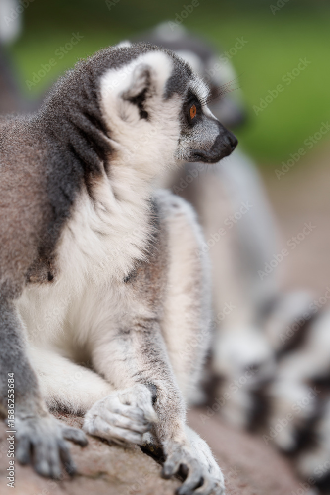 Fototapeta premium close-up shot of a lemur