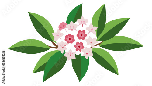 Pink and White Mountain Laurel Flower Cluster Vector Clipart