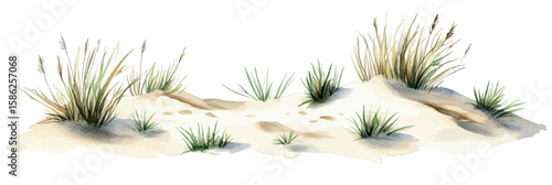 Coastal sand dune with tufts of green sea grass and beach vegetation isolated on white background watercolor vector illustration minimalist nature landscape design element