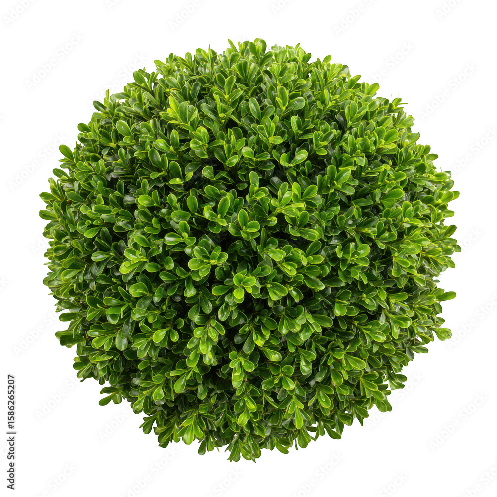 Obraz premium Green spherical bush isolated on transparent background