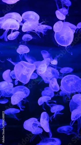 Wallpaper Mural A group of jellyfish are floating in the water. The jellyfish are blue and are spread out in the water Torontodigital.ca