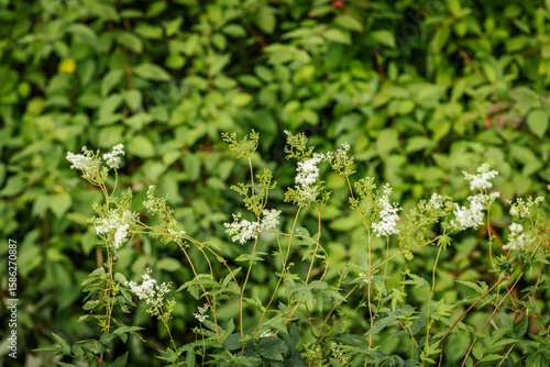 Obraz na plátně A lush meadow filled with tall green plants, white meadowsweet flowers, and scattered pink wildflowers, thriving in a natural summer setting