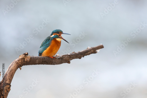 Eisvogel, bird, wild lebende tiere, natur, eisvogel, tier, 
