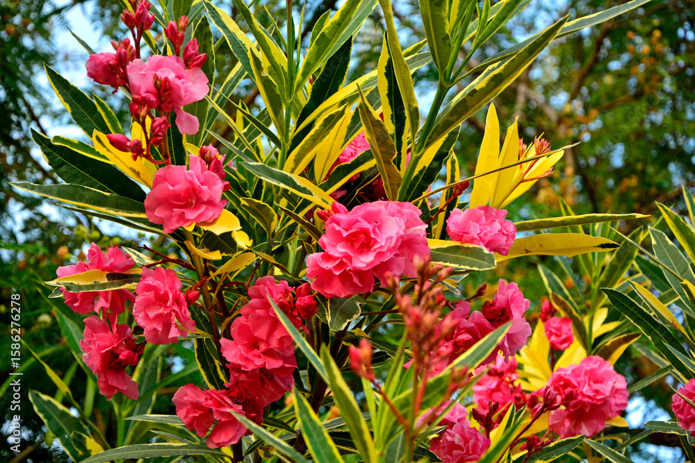 Obraz premium Oleander pospolity, rózowe kwiaty oleandra, kwitnący oleander, odmiana pstra 