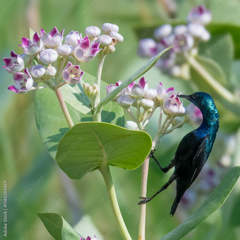 Obraz premium Purple Sunbird Cinnyris asiaticus feeding on Aak Calotropis procera flowers Pakistanbird pollinating Aak in desert blooms indus river wetlands