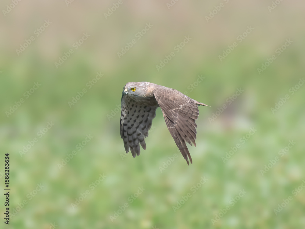Fototapeta premium young juvenile Shikra Accipiter badius flight flying hunting wetland Indus River PakistanAgile hunter darts through trees, bushes, snatches birds and rodents. Common falconry bird in Pakistan 