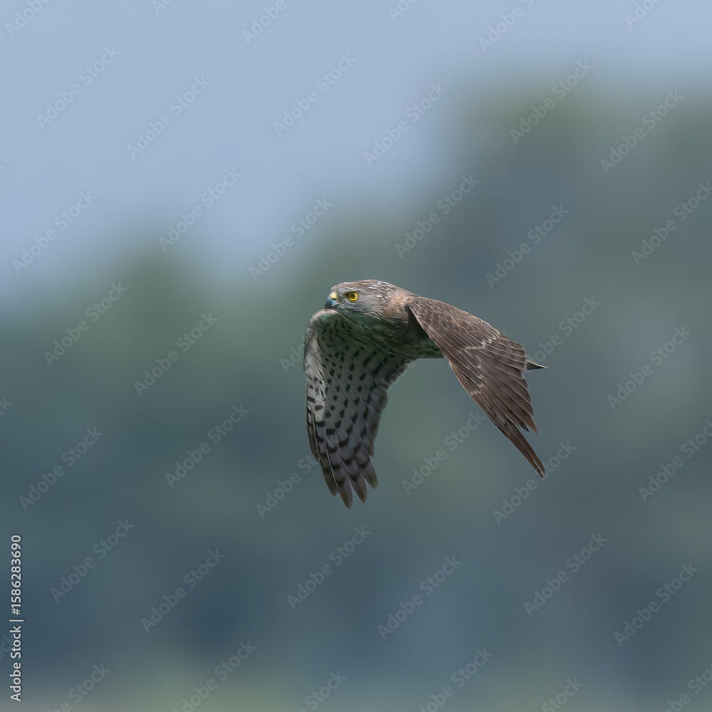 Fototapeta premium young juvenile Shikra Accipiter badius flight flying hunting wetland Indus River PakistanAgile hunter darts through trees, bushes, snatches birds and rodents. Common falconry bird in Pakistan 