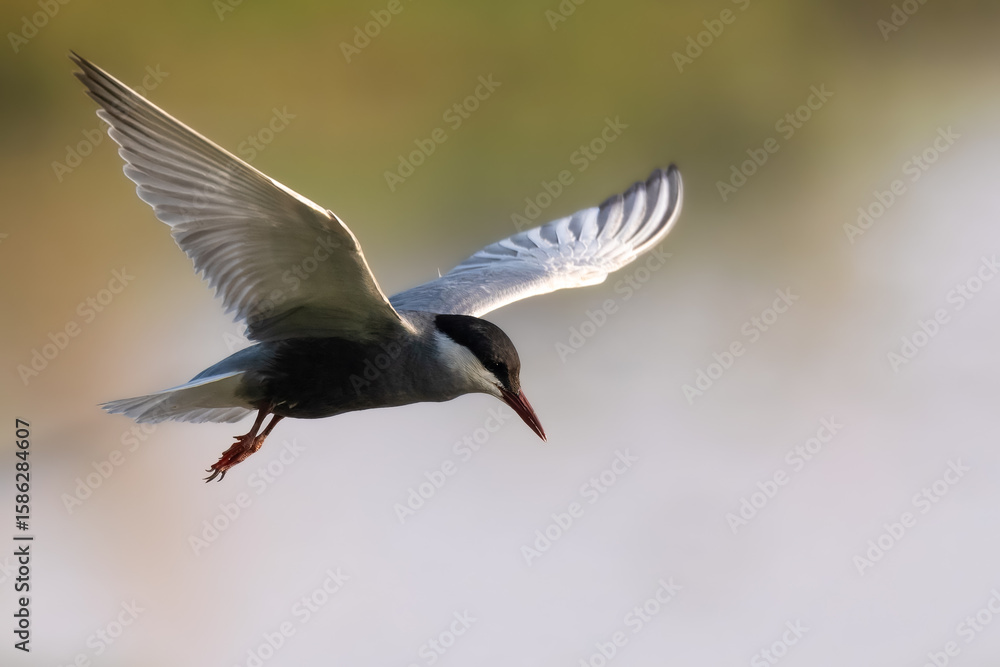 Obraz premium Whiskered Tern Chlidonias hybrida flying over Indus River wetlands Pakistan, gray-white seabird with forked tail diving for fish, wildlife conservation