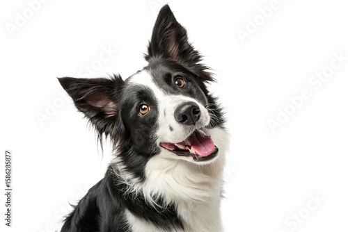 Brown and white Border Collie dog with joyful face and tilted head, fluffy ears raised in happy pose on white studio background