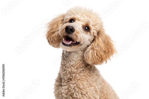 Studio portrait of apricot Miniature Poodle dog with curly coat and sweet expression, head tilted on white background