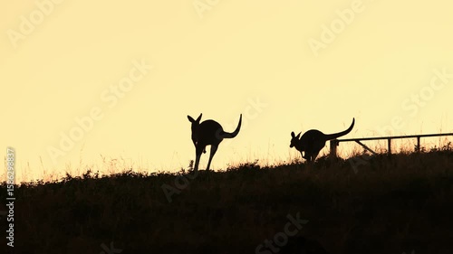 Kangaroos silhouetted against Australian sunrise