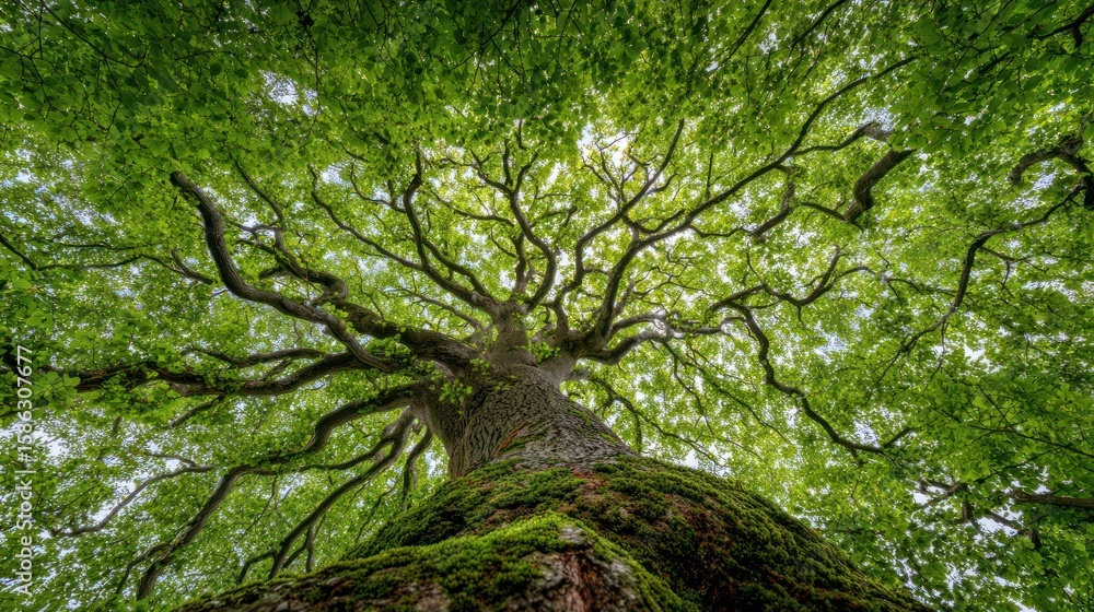 Fototapeta premium Looking up at a huge tree canopy, green leaves & moss-covered bark fills the frame