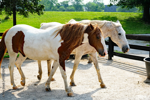 Two horse walking in the yard together