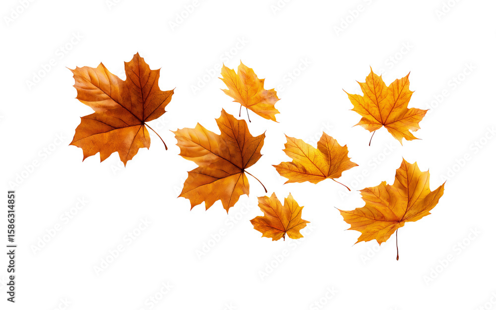 A set of autumn maple leaves falling in the air, isolated on a transparent background in PNG format.