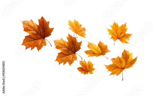 A set of autumn maple leaves falling in the air, isolated on a transparent background in PNG format.