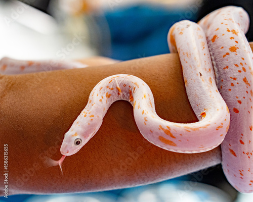 Φωτογραφία Rare Scaleless Palmetto Corn Snake