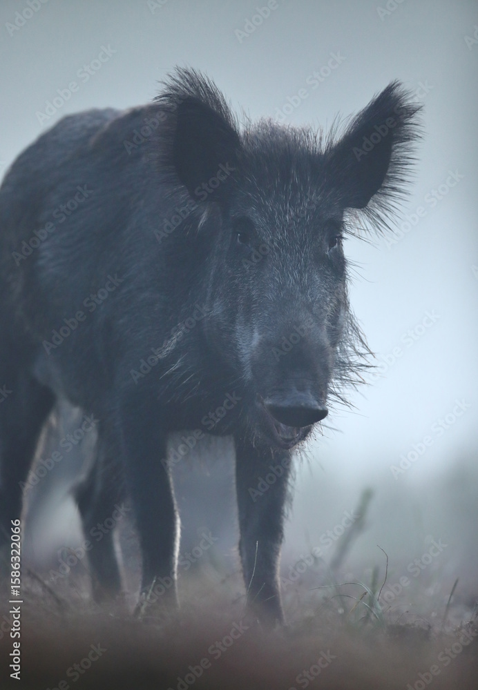Dzik euroazjatycki, dzik, (Sus scrofa) Dzik euroazjatycki, dzik, (Sus scrofa)