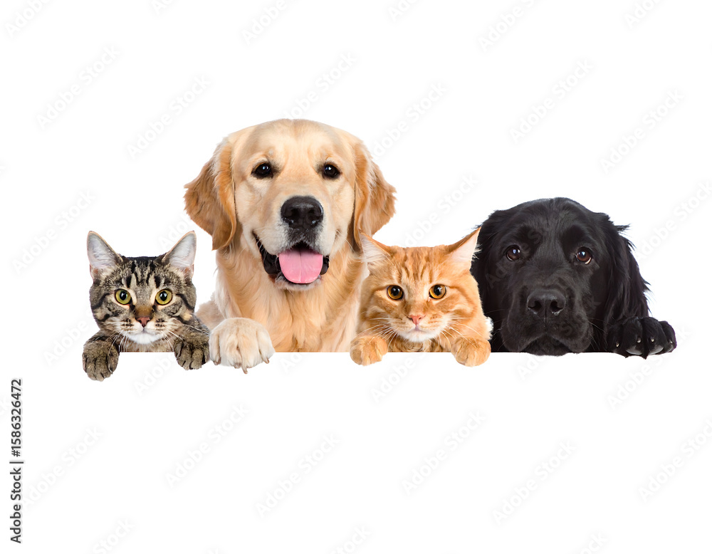 Fototapeta premium Golden Retriever, Labrador, Tabby Cat, Ginger Cat: Companion Animals, Pet Portraits, Domestic Pets, Furry Friends, Animal Photography PNG, Transparent Background.