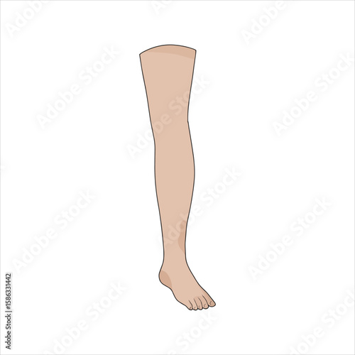 Isolated fair skin leg with toes visible displays realistic anatomy clearly on white