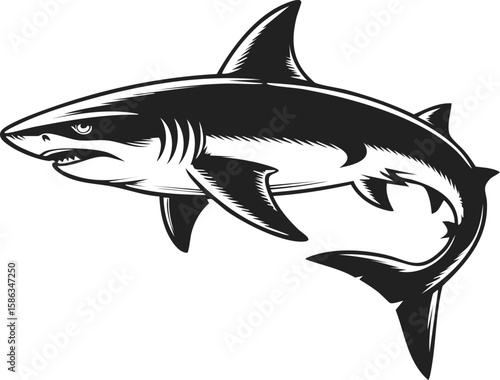 Shark, ocean predator, marine life illustration, aquatic creature, formidable hunter, engraved artwork, vintage style engraving, shark anatomy