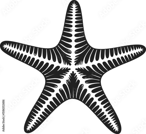 Starfish, marine invertebrate, ocean dweller, elegant sea star, beach creature