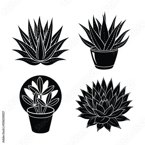 Stylish Black and White Succulent and Aloe Vera Plant Potted Illustrations