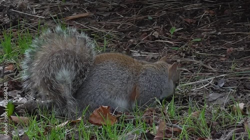 Grey Squirrel (Sciurus carolinensis) Foraging and Eating Food on the Ground
