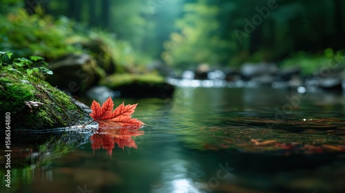 Autumn Leaf Floating On Tranquil Forest Stream