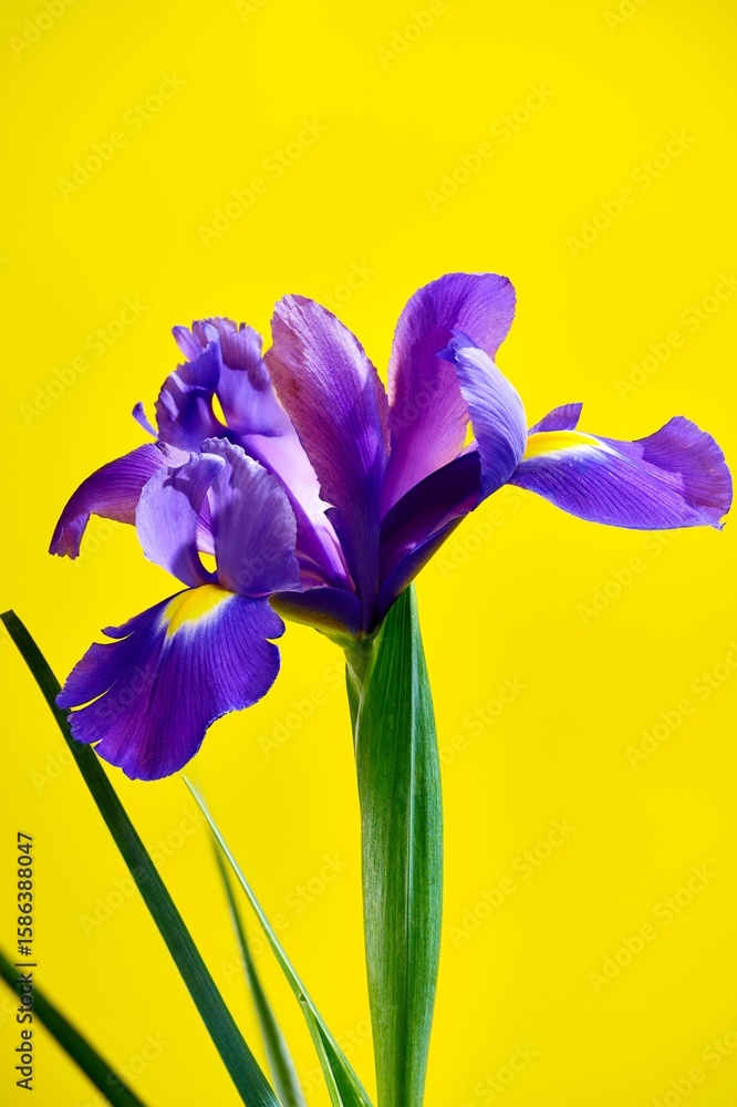 Purple Iris on Yellow Background Purple Iris on Yellow Background
