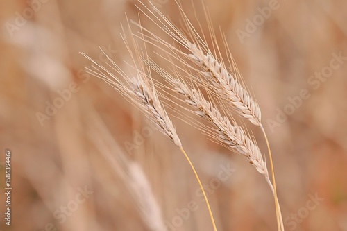 golden wheat field