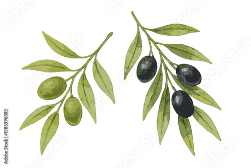 Watercolor Olive Branches with Green and Black Olives, Botanical Illustration, Mediterranean Plant, Isolated on Transparent Background, Natural Food, Rustic Decor, Vector Art